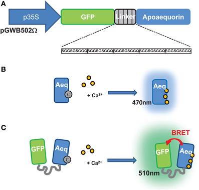 Imaging long distance propagating calcium signals in intact <mark class="highlighted">plant leaves</mark> with the BRET-based GFP-aequorin reporter